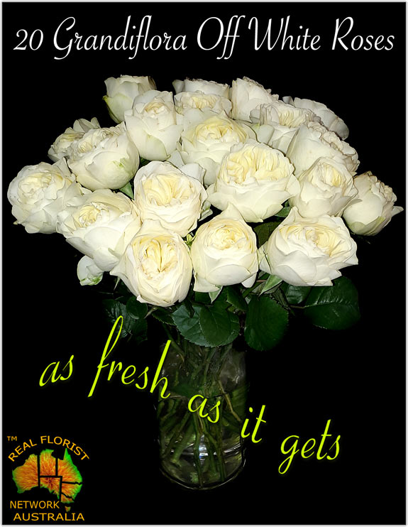 20 GRANDIFLORA OFF WHITE ROSES in Vase with Free Delivery A$129.00